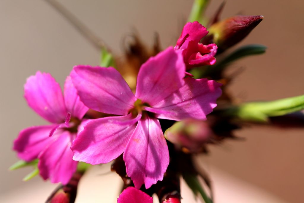 Dianthus carthusianorum